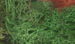 Javis Manufacturing   Summer Mix Lichen (x12)