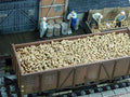 Juweela 1:45 Scale Sugar Beets, 150g
