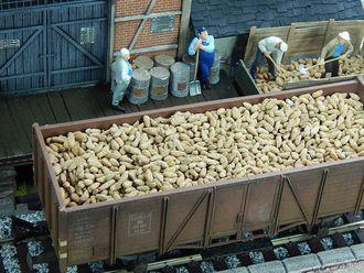 Juweela 1:45 Scale Sugar Beets, 150g