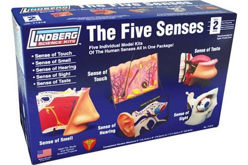 Lindberg N/A Scale 5 Senses Touch Smell Hear Sight Taste